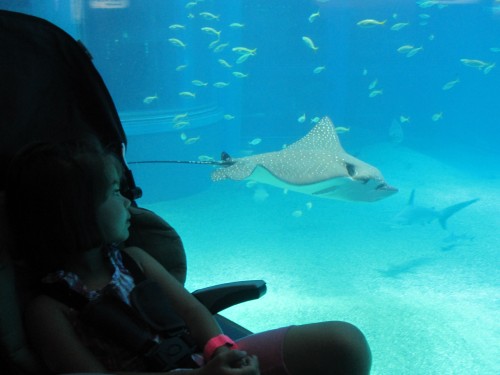 Osaka Aquarium: Grace watches a ray