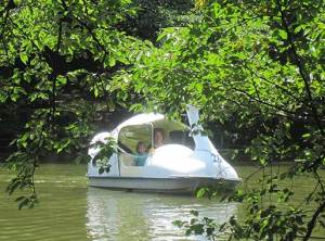 Swan boats for rent at Inokashira Park in Tokyo